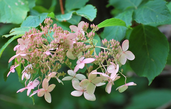 ノリウツギがピンク色の花を咲かせておりました。花期の長い、美しくかわいいノリウツギです(２０１９年９月２５日）。