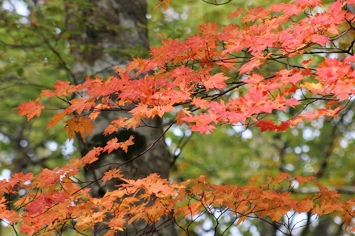 巨大なブナの木の傍らでさりげなく美しい紅葉の姿を魅せるモミジは秋の主役ですね(２０１９年１０月１４日）。