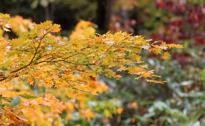 雨に濡れて太陽の光を浴びるモミジ。黄色に色づいた紅葉も季節を感じますね（尾瀬ブナ平にて・２０１９年１０月１４日）。