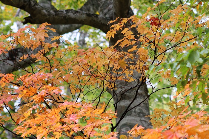 巨大なブナの木の傍らでさりげなく美しい紅葉の姿を魅せるモミジは秋の主役であるとともに、ブナの原生林の限りない美しさが感じられる光景です（２０１９年１０月１４日）。