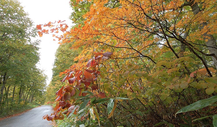 モミジの紅葉がブナの原生林内で光り輝く姿は、様々な秋の紅葉の景観の中でも最も大好きな光景です(２０１９年１０月１４日）。