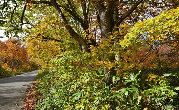 尾瀬ブナ平の紅葉も見頃を迎え、赤や黄色の紅葉がとても美しい季節となりました（２０１９年１０月１４日）。