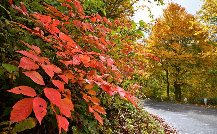 ブナの葉のオレンジの色合いに漆の真っ赤な赤色の姿からは美しい秋の紅葉の景観が見られます(２０１９年１０月２３日・小沢平ブナ樹海ラインにて）。
