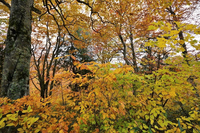 黄色やオレンジなどの秋色に染まるブナの原生林。春夏秋冬、いつ見ても本当に綺麗です(２０１９年１０月２３日・小沢平ブナ樹海ラインにて）。