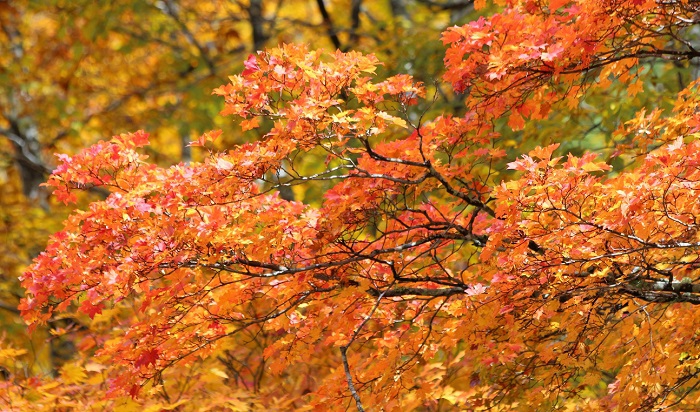 光り輝く秋の美しさを魅せるモミジの様子です(２０１９年１０月２３日・小沢平ブナ樹海ラインにて）。