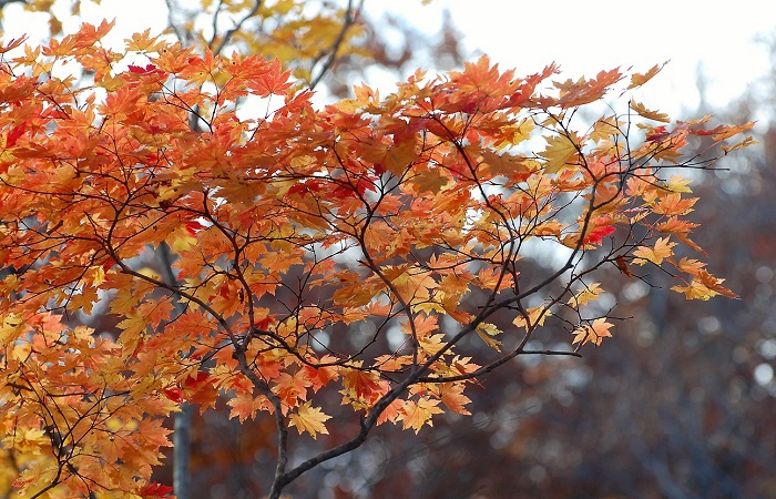 秋の紅葉の主役モミジ。今年も美しいモミジの季節到来ですが、標高の高い所では、もうすぐ落葉の季節ですね。季節の移り変わりは本当に早いものです(２０１９年１０月２３日・小沢平ブナ樹海ラインにて）。