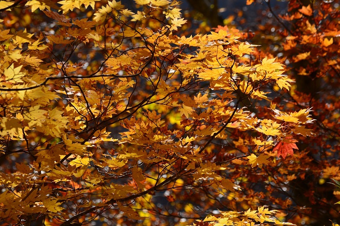 ブナの原生林内で鮮やかな紅葉の姿を魅せるモミジ。ブナの葉の紅葉とモミジやカエデなどの紅葉が最高の秋の景観を魅せる中で、光り輝くブナの原生林は言葉には表現できないほどの美しさでした(２０１９年１０月３１日・小沢平ブナ樹海ラインにて）。