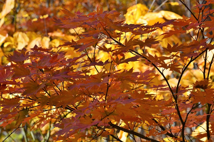 鮮やかな紅葉が見頃を迎えていた尾瀬ブナ坂ではこの日、美しく輝くモミジの姿が本当に多く見られました。(標高約１２００ｍ地点・２０１９年１０月３１日）