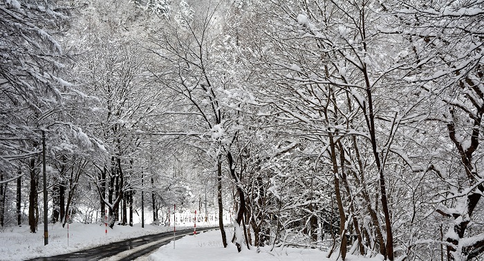寒さとともに白銀の美しい自然の姿へと季節は流れてゆきます（２０１９年１２月５日）。