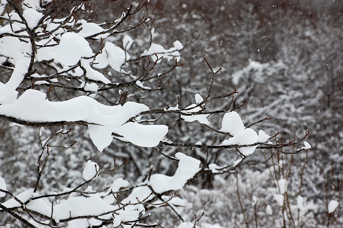 原生林のしなやかな枝が雪化粧する冬の光景は、いつ見ても美しく綺麗です（２０１９年１２月５日）。