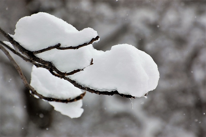 原生林の枝先に降り積もった白銀の光景です。この日小雪舞う光景の中で、霧氷のごとく白銀の美しい光景が見られました（２０１９年１２月５日）。