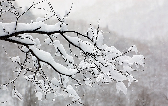 何気ない原生林の枝が雪化粧する光景からは、本当に自然の光景が感じられます（２０１９年１２月５日）。