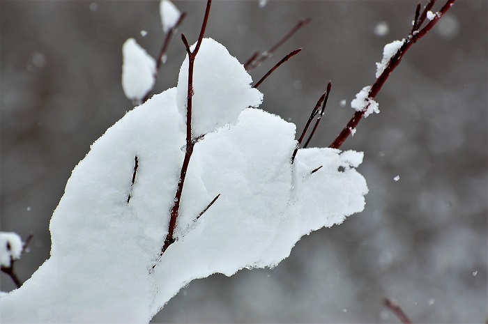 桜の枝に降り積もった雪の光景です（２０１９年１２月５日）。