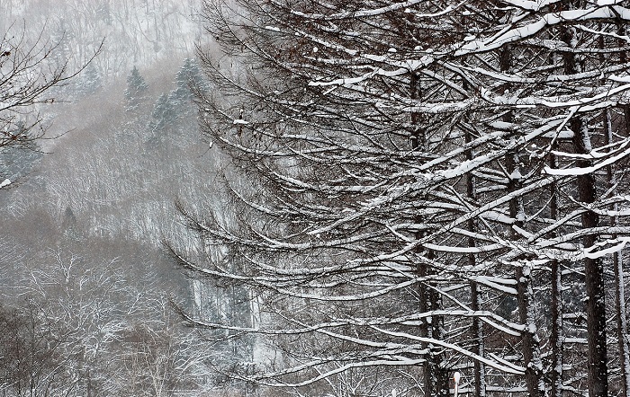 カラマツの紅葉も綺麗なものですが、雪化粧したカラマツの枝枝からも初冬の雰囲気が感じられます。