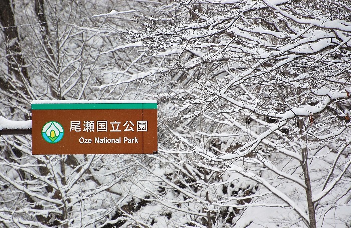 これから多くの雪が積もる尾瀬国立公園。厳しい冬を乗り越え、来年の春、雪解けとともに数えきれないほどの多くの美しい花々が姿を魅せてくれることでしょう。