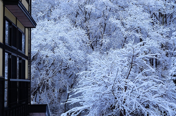 桜の枝や原生林に降り積もり霧氷の姿へと変わり、美しい雪の景観を魅せる冬の自然（２０１９年１２月２３日）。