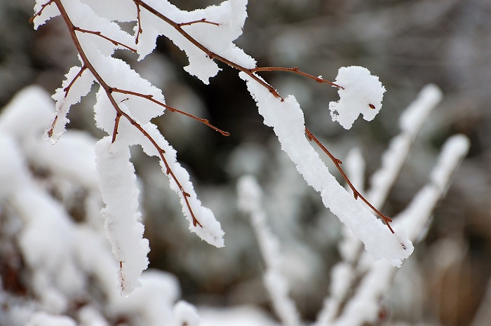 木の枝に降り積もる雪。まさに芸術の姿です（檜枝岐川渓谷にて・２０１９年１２月２３日）。