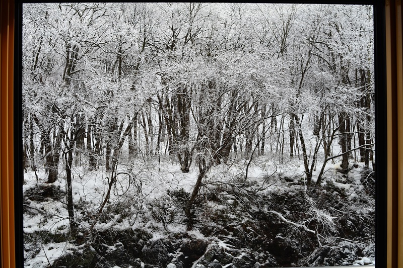 カラー写真もまるで白黒写真のようですね(宴会場越後の窓より桧枝岐川渓谷の原生林の雪景色を望む・２０２０年１月２８日）。