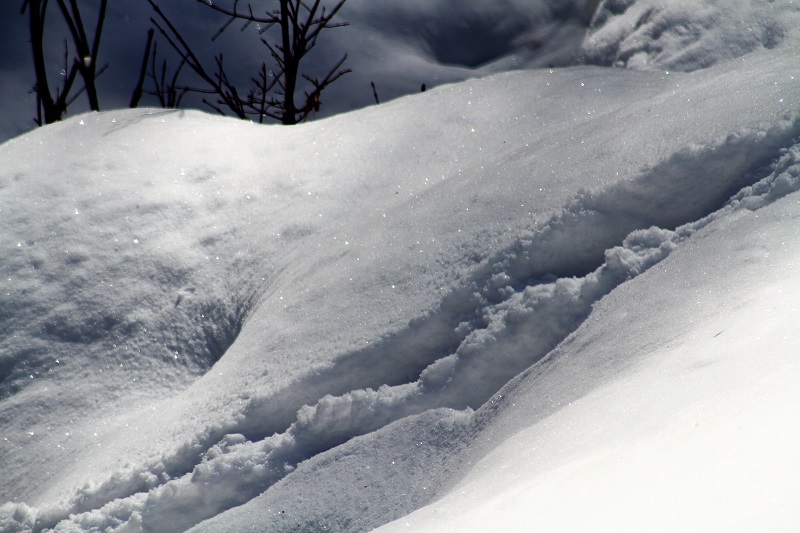冬は、ニホンカモシカの足跡がよく見られます。多い時には毎日見られる日々もあります(宴会場越後より桧枝岐川渓谷の新雪の雪景色を望む・２０２０年１月２８日）。