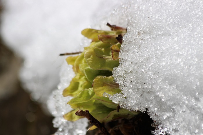 雪の中から姿を魅せ始めるフキノトウ。豪雪地帯の待望の春の訪れです（尾瀬野より望む桧枝岐川渓谷にて・２０２０年３月９日）。