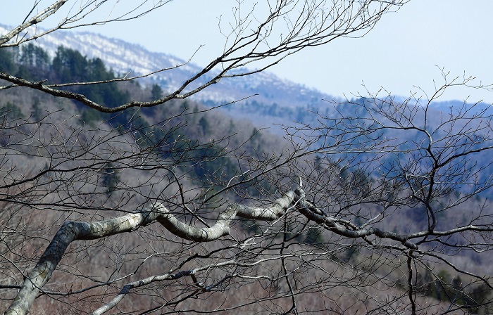 このころはまだ新緑には程遠く、４月にしては肌寒い日々が続いておりました。ブナの木の枝の奥に会津駒ケ岳から続く尾根を望んで（山菜採りの途中にて・標高約１１００ｍ・２０２０年４月２９日）。