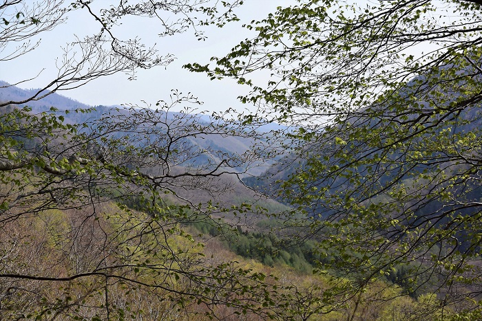 今年の春、新緑が始まりを迎えた、雨上がりの朝の原生林の光景です(２０２０年５月５日）。