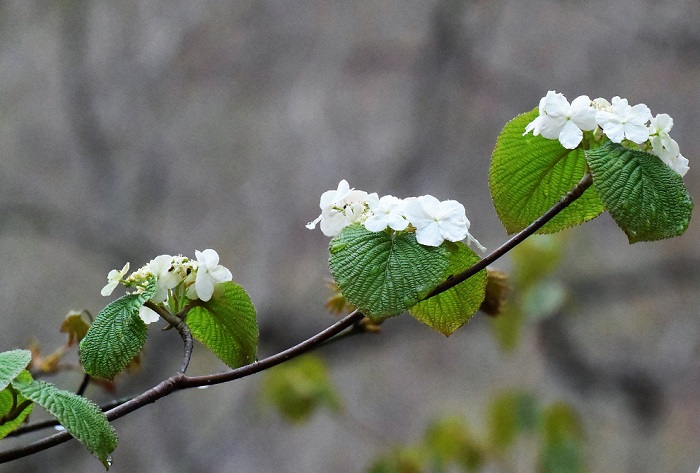 記録的な少雪の冬ということもあり、春の花々も心配でしたが、咲き始めた春の花々を見て少し安心した雨の朝でした(２０２０年５月５日）。