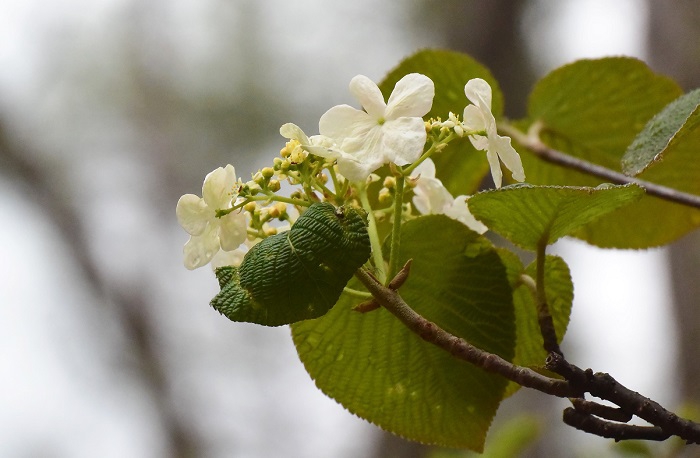 この日の朝、小雨でしたが、今年初めてのオオカメノキの花々に出会いました(２０２０年５月５日）。