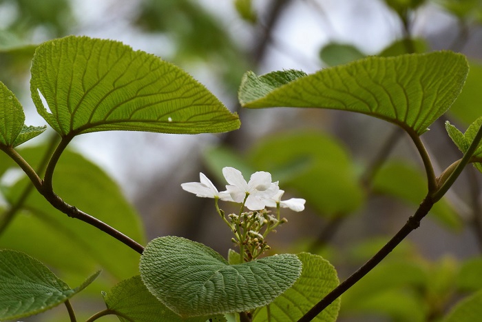 今年はどんなオオカメノキの花々が見られるのかと期待する、この日のオオカメノキの純白の姿でした。夕日や朝日の当たるブナの原生林の中では、オオカメノキの緑の葉もひときわ春の輝きを魅せてくれます（２０２０年５月９日）。