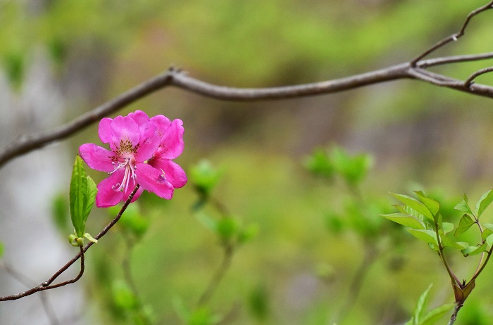 ツツジの女王と呼ばれるムラサキヤシオツツジ。ツツジはどんな種類でも大好きな花・低木の一つです。心洗われるような美しさと輝きがありますね（２０２０年５月９日）。