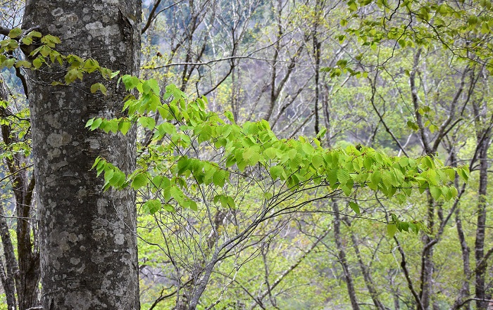 巨大なブナの木のそばで見る新緑の光景は、より一層新緑が美しく見えます（２０２０年５月９日）。