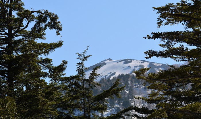 尾瀬ブナ平の針葉樹林の奥に残雪光り輝く燧ケ岳（標高２３５６ｍ）を望む（２０２０年５月１１日）。