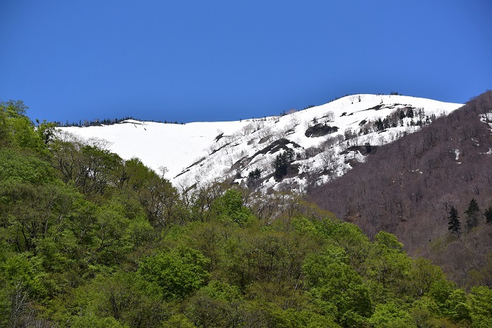 標高約１４００ｍ付近の新緑の光景の奥に、光り輝く残雪の光景を魅せる花の名山、奥会津の名峰・会津駒ケ岳(標高２１３２．４ｍ）を望む（２０２０年５月１１日）。