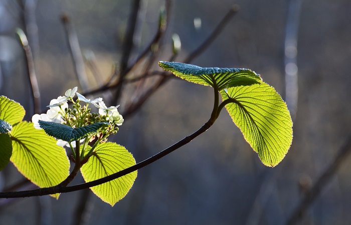 尾瀬ブナ坂ではオオカメノキの純白の花々が咲き始めており、尾瀬国立公園の新緑の始まりの光景に出会いました（モーカケの滝にて・２０２０年５月１１日）。