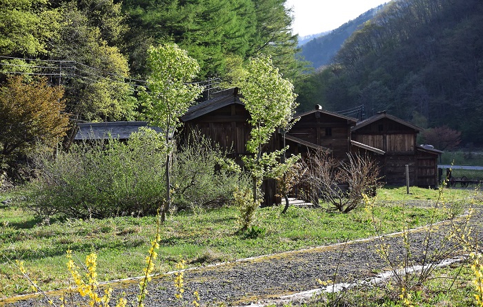 鮮やかな新緑に包まれた桧枝岐村の古民家群です(２０２０年５月１２日）。