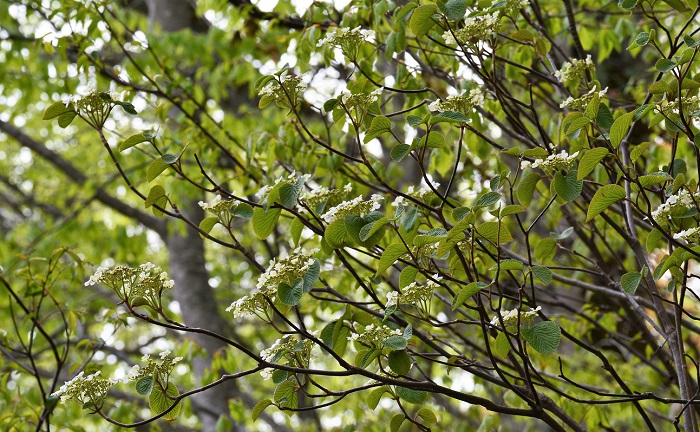 ブナの原生林の新緑の中で美しい枝ぶりを魅せながら純白の花々が一斉に咲き誇る光景からは、本当に春の素晴らしさを感じます。大きく枝を広げた中で、無数の美しい花々が咲き誇るオオカメノキの春の美しい花々の光景は、毎年この５月中旬頃から６月中旬頃まで続きます（２０２０年５月１６日）。