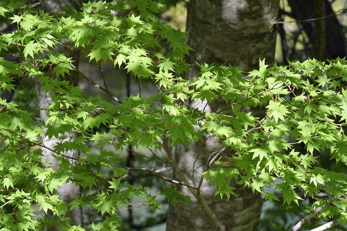 巨大なブナの木のそばで新緑の光景を魅せるモミジが、尾瀬国立公園の季節の始まりを告げているようでした（２０２０年５月１４日）。