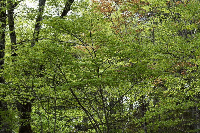 尾瀬ブナ坂で見るブナの原生林の早朝の新緑の光景です。ブナやモミジやカエデやサワグルミやオオカメノキや栃の木やホウノキなど様々な原生林が一斉に新緑を迎える光景はまさに圧巻です（２０２０年５月１６日）。