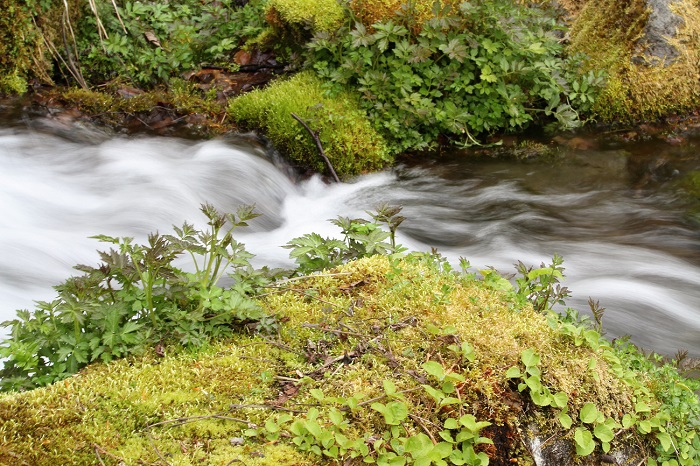 尾瀬ブナ坂の清流そばに咲き始めた数々の高山植物。美しく清らかな水の流れのそばに咲く深山の自然の風景。本当に心洗われる光景です（２０２０年５月１６日）。