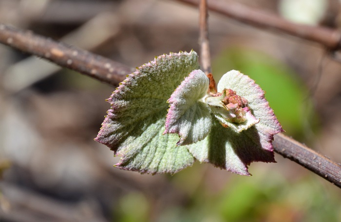 ５月中旬の頃は、山ブドウの新芽も盛んです。食べてもすっぱくておいしいです（２０２０年５月１４日）。