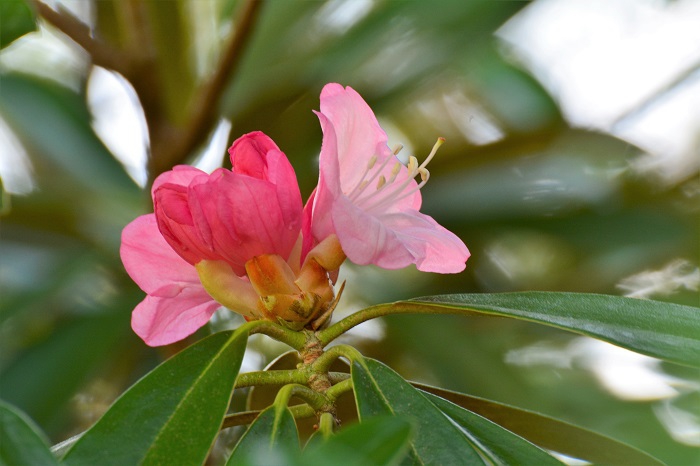 モーカケの滝にて出会ったシャクナゲの一輪の花。モーカケの滝で見る花々は、いつ見ても神秘的です（２０２０年５月１８日）。
