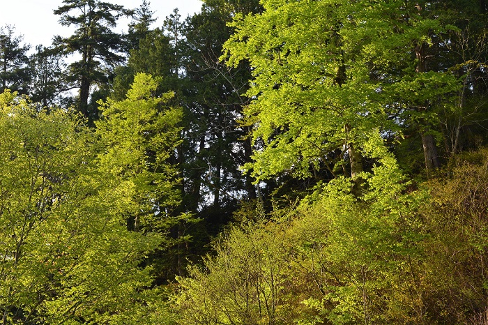 朝日を浴びる新緑の光景は今年も本当に鮮やかでした（尾瀬ブナ坂にて・２０２０年５月１８日）。