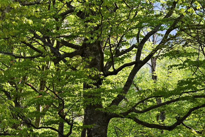 ブナの木の新緑の光景を写真で表現するのは難しいものですが、この日、朝日を浴びた幻想的なブナの木の姿に出会いました（２０２０年５月１８日）。
