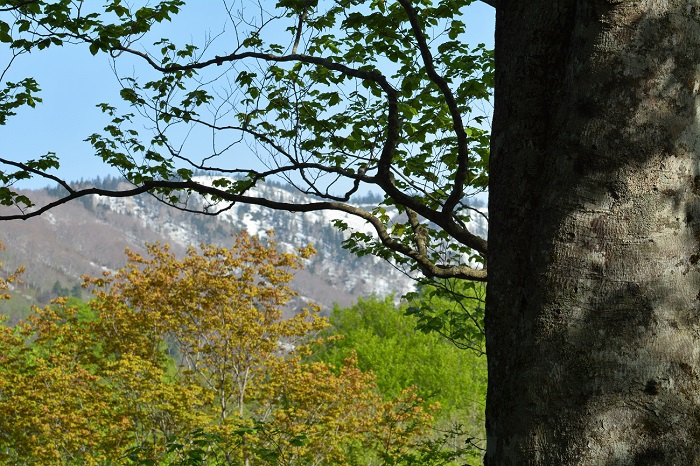 モーカケの滝のブナの原生林の新緑の奥に光り輝く残雪の姿を魅せる、花の名山・会津駒ケ岳（標高２１３２．４ｍ）の大津岐峠（標高１９４４．７ｍ）を望んで（２０２０年５月１８日）。