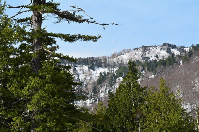 尾瀬国立公園の貴重な高山植物や美しい花々をいつも見に行く、尾瀬御池登山口エリアの兎田代から、燧ケ岳（標高２３５６ｍ）の広沢田代方面を望む残雪の光景です（２０２０年５月１８日）。