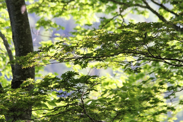 朝日を浴びる原生林内のモミジの新緑の光景です（モーカケの滝にて・２０２０年5月24日午前7時40分頃）。