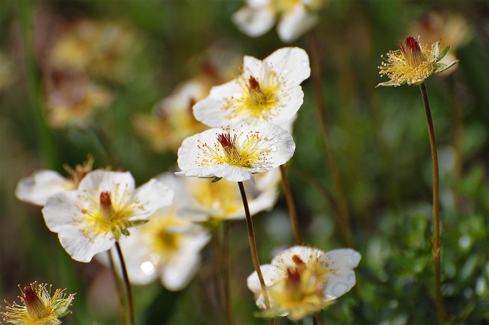 美しく可憐な姿を魅せる、花の楽園尾瀬の名花・チングルマ（２０２０年６月２４日・燧ケ岳、広沢田代にて）。