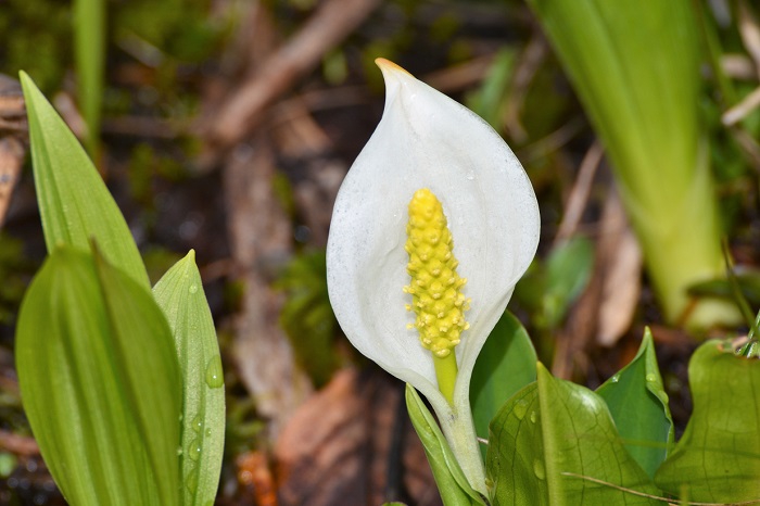 今年の水芭蕉は霜の被害に遭うこともなく、真っ白な美しい水芭蕉の姿が見られました(２０２０年５月２７日）。