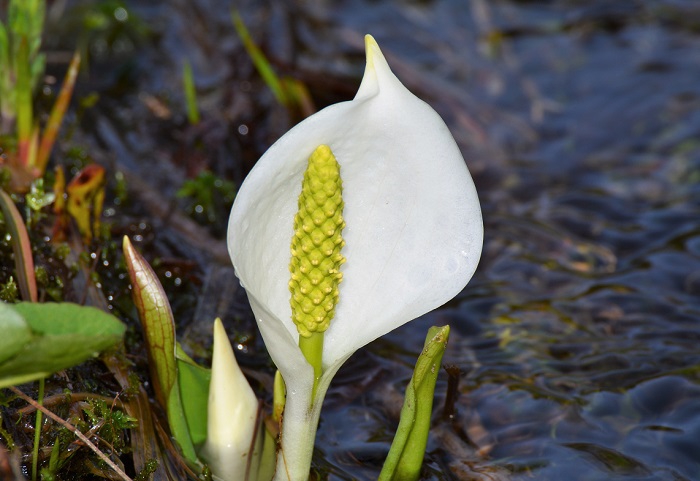 積雪も少なかった今年の冬でしたが、水芭蕉の始まりが見られたのは５月末のこの頃でした(２０２０年５月２７日）。