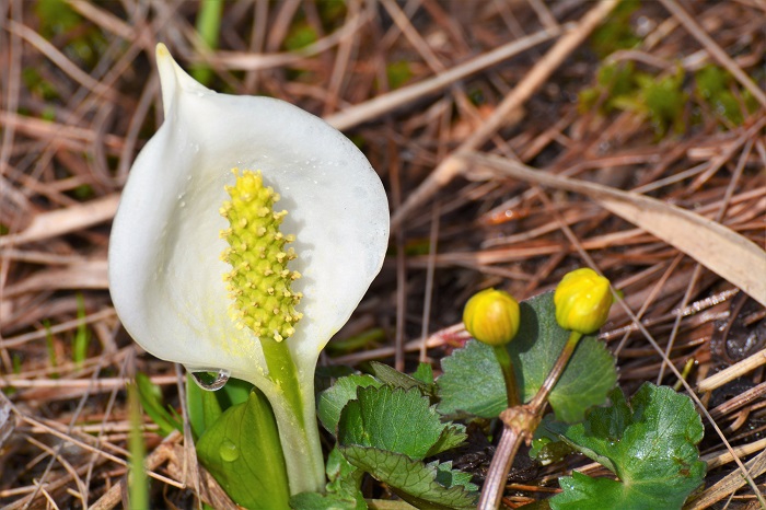 リュウキンカのつぼみと水芭蕉の光景です(２０２０年５月２７日）。